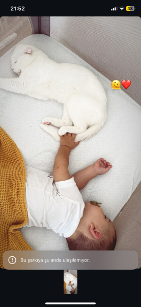 Scottish Fold, Kedi  Poli fotoğrafı