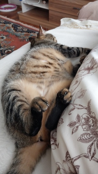Tekir Kedi, Kedi  Fayoş fotoğrafı