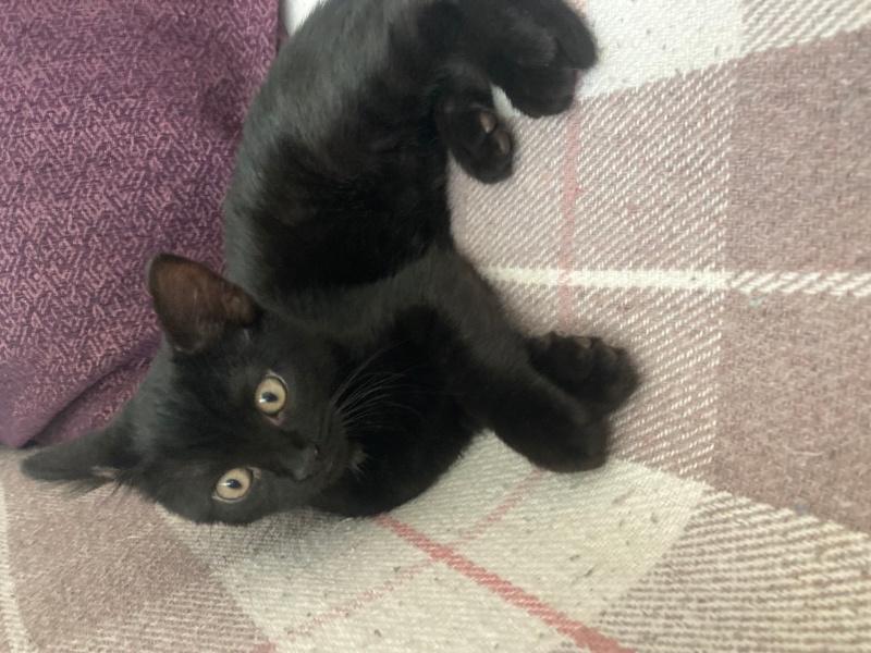 Bombay, Kedi  Luki fotoğrafı