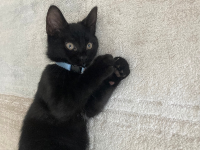 Bombay, Kedi  Luki fotoğrafı
