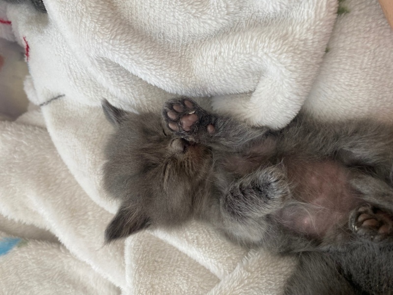 Scottish Fold, Kedi  Baby face kediler fotoğrafı