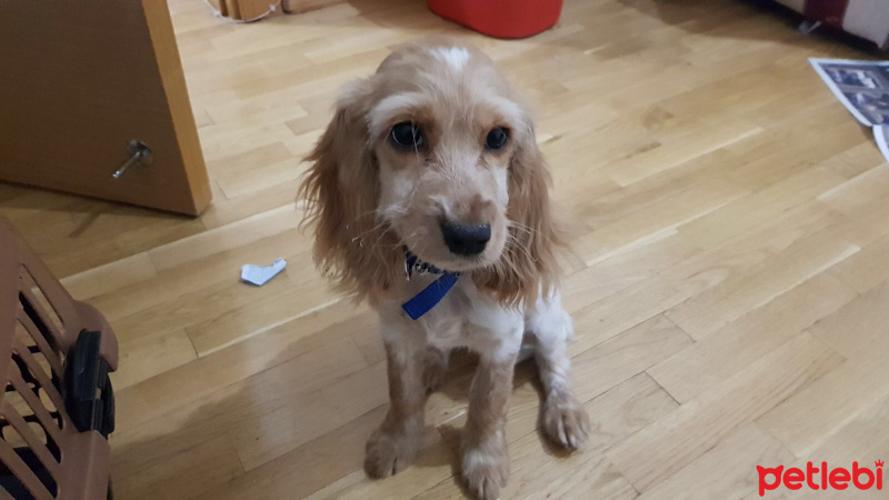 Amerikan Cocker Spaniel, Köpek  Luffy fotoğrafı