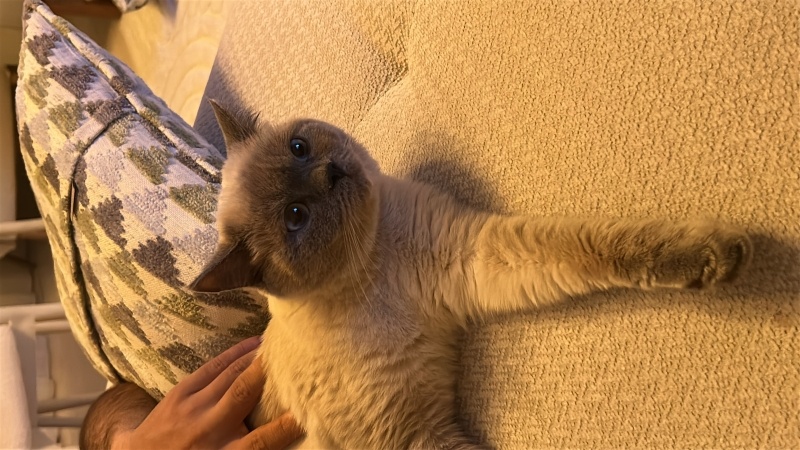 British Shorthair, Kedi  Lokum fotoğrafı