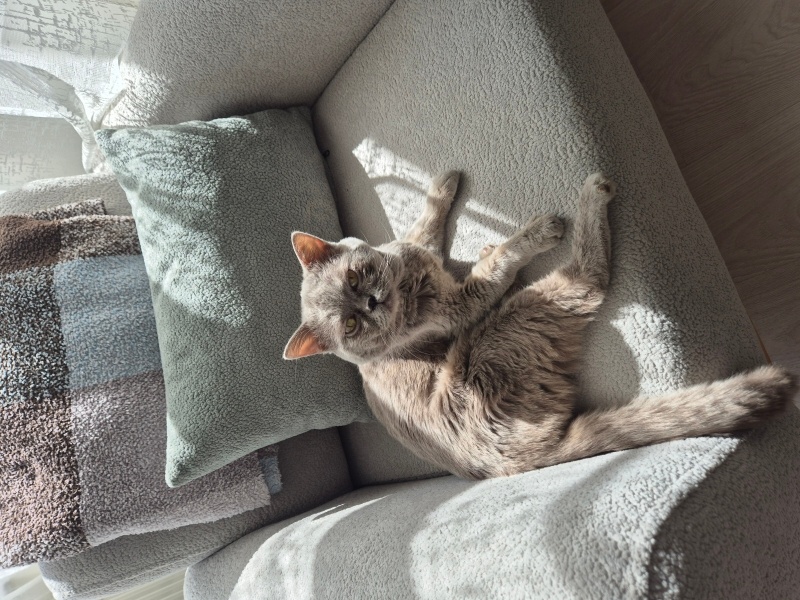 British Longhair, Kedi  Paşa fotoğrafı