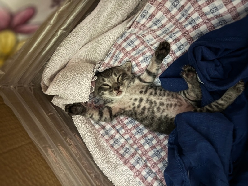 Tekir Kedi, Kedi  Odin fotoğrafı