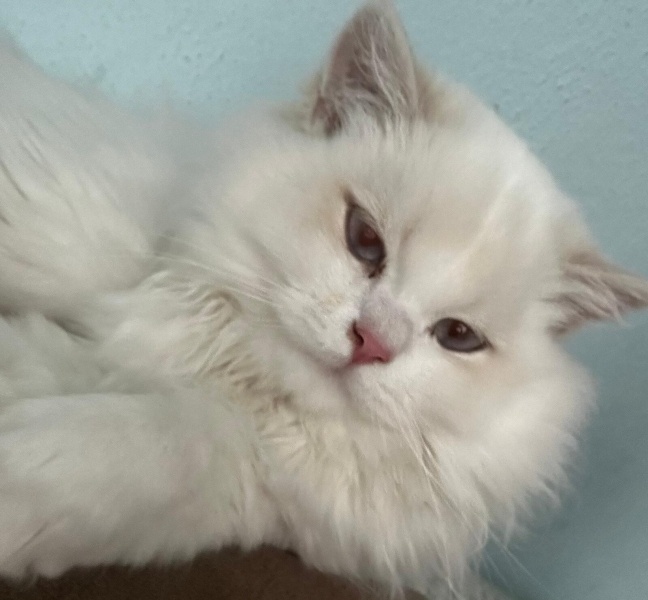 British Longhair, Kedi  Bulut fotoğrafı