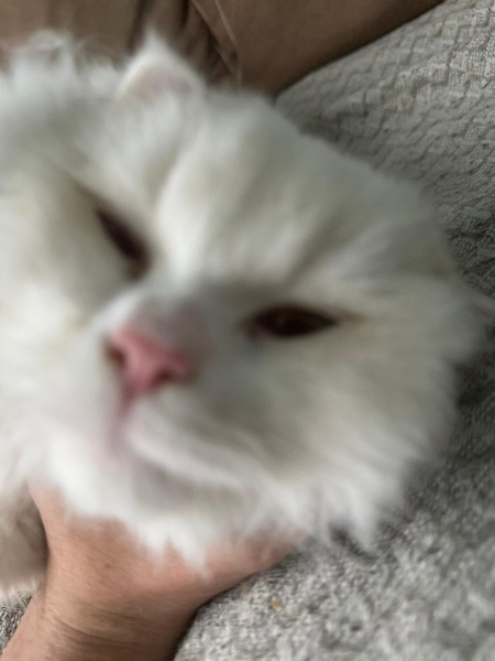British Longhair, Kedi  Bulut fotoğrafı