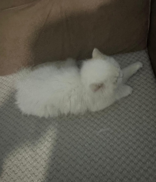 British Longhair, Kedi  Bulut fotoğrafı