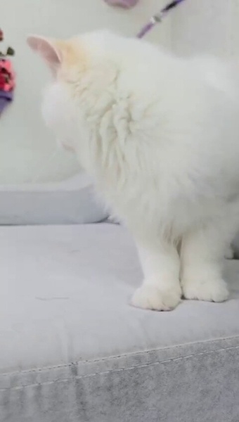 British Longhair, Kedi  Bulut fotoğrafı