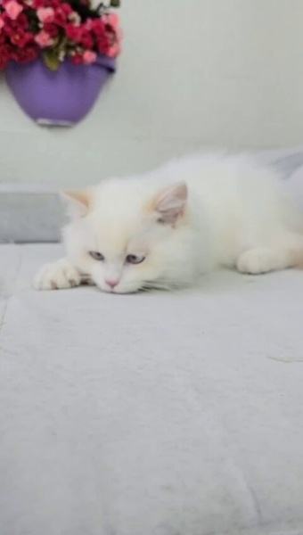 British Longhair, Kedi  Bulut fotoğrafı