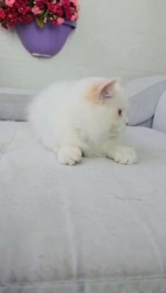 British Longhair, Kedi  Bulut fotoğrafı
