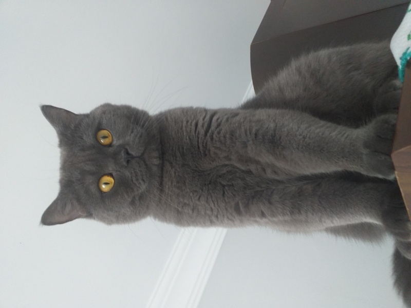 British Shorthair, Kedi  LEO fotoğrafı