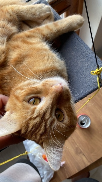 Sarman, Kedi  Sniffer fotoğrafı