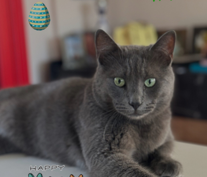 Korat, Kedi  Fıstık fotoğrafı