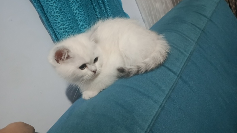 British Shorthair, Kedi  Kuki fotoğrafı