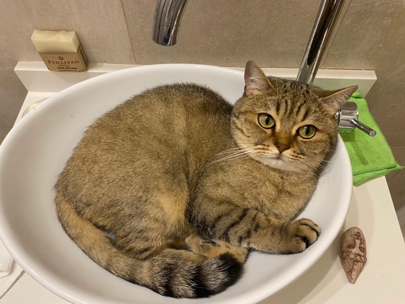 Brazilian Shorthair, Kedi  Kral fotoğrafı