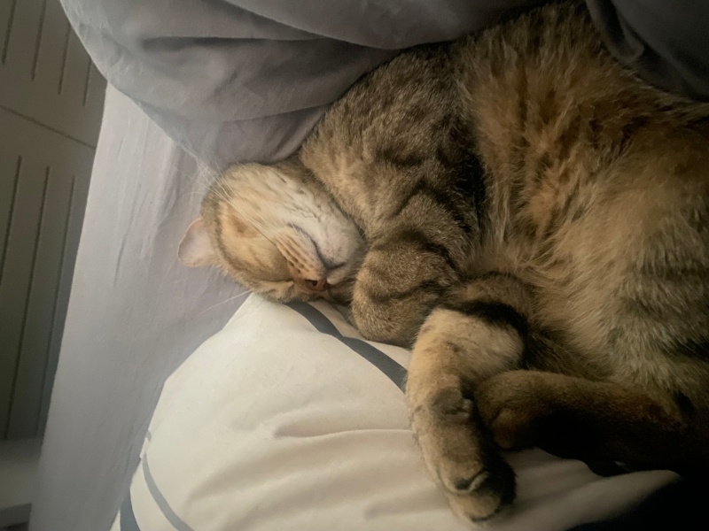 Brazilian Shorthair, Kedi  Kral fotoğrafı