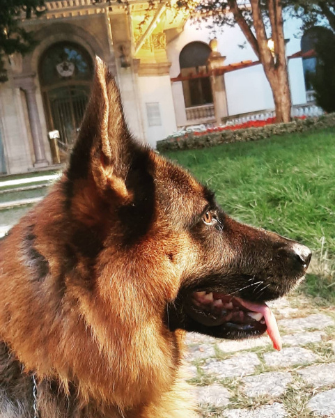 Alman Çoban Köpeği, Köpek  Feyzo fotoğrafı