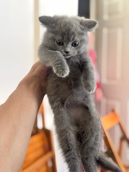 British Shorthair, Kedi  Duman fotoğrafı