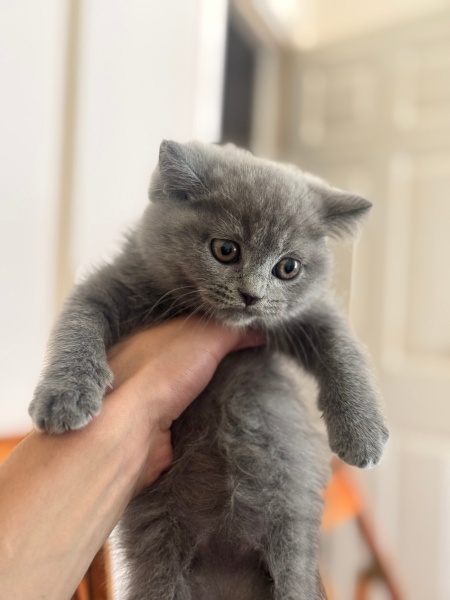 British Shorthair, Kedi  Duman fotoğrafı