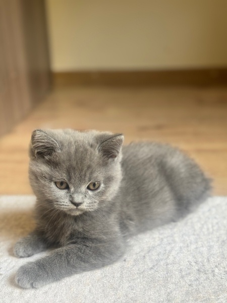 British Shorthair, Kedi  Duman fotoğrafı