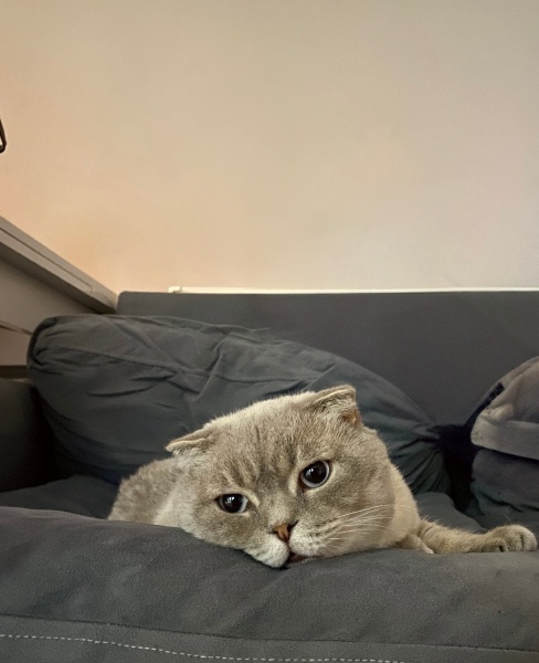 Scottish Fold, Kedi  Rio fotoğrafı