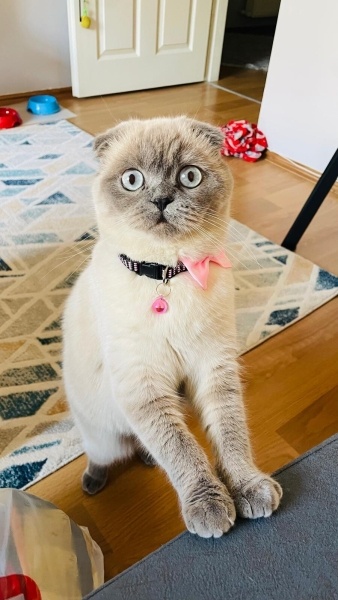 British Shorthair, Kedi  MOLLY fotoğrafı