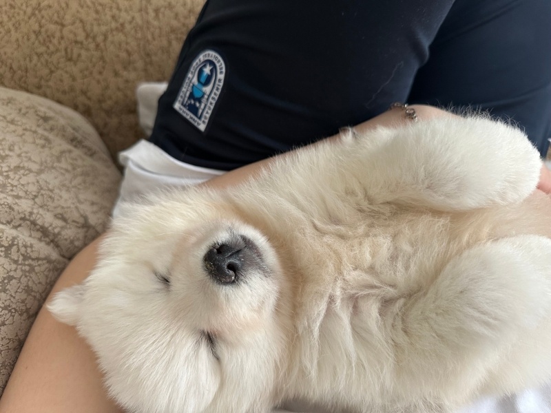 Samoyed, Köpek  Samu fotoğrafı
