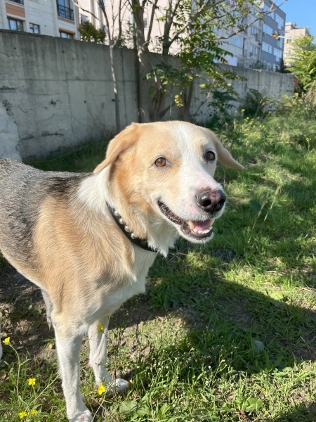 Labrador Retriever, Köpek  Handel fotoğrafı