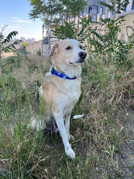 Labrador Retriever, Köpek  Handel fotoğrafı