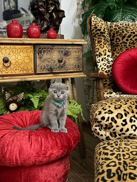 Scottish Fold, Kedi  Leo Alp fotoğrafı