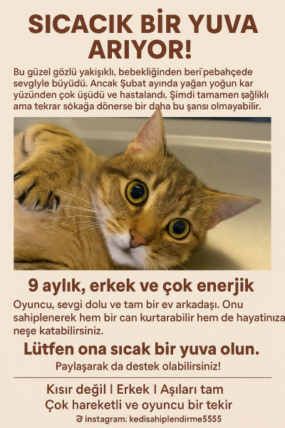 Tekir Kedi, Kedi  Poncik fotoğrafı