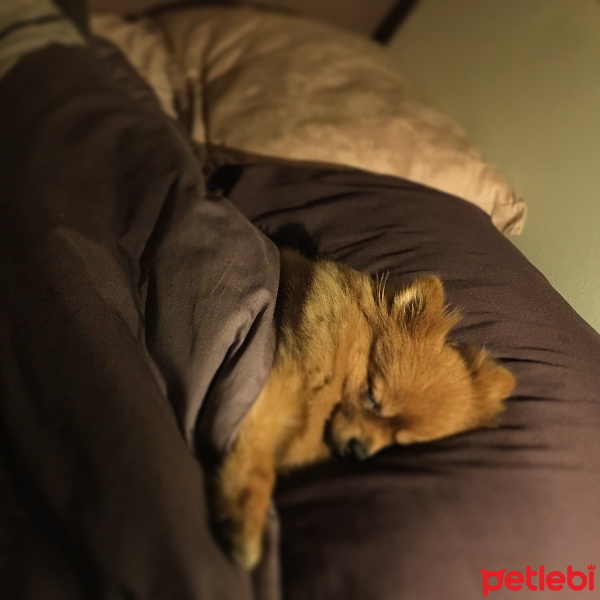 Pomeranyalı, Köpek  Zeyna fotoğrafı