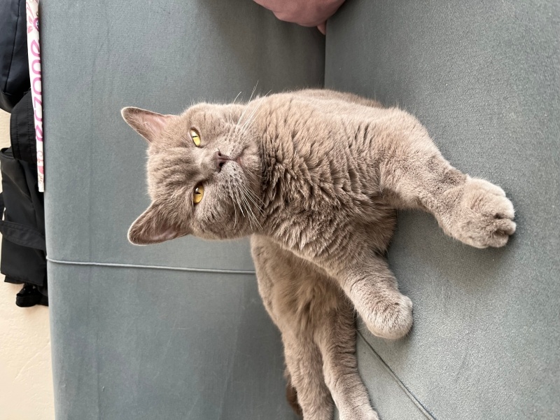 Scottish Fold, Kedi  Leo fotoğrafı