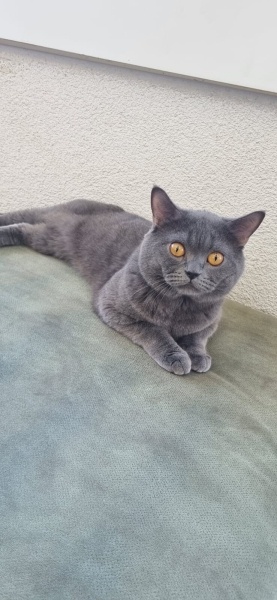 British Shorthair, Kedi  Pars fotoğrafı