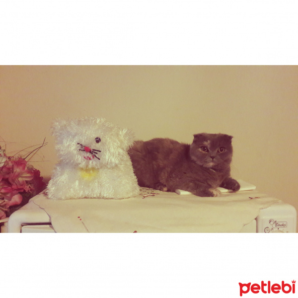 Scottish Fold, Kedi  Minnoş  fotoğrafı