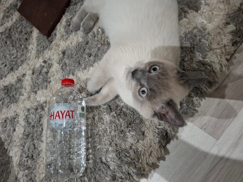 British Shorthair, Kedi  Duman fotoğrafı