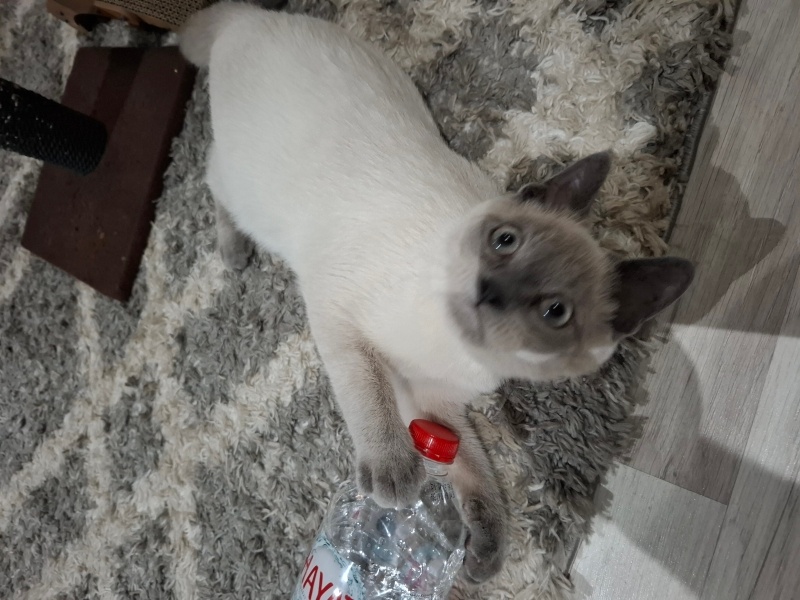 British Shorthair, Kedi  Duman fotoğrafı
