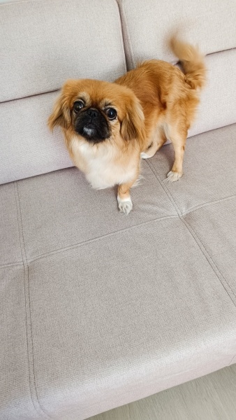 Pekingese, Köpek  Asya fotoğrafı