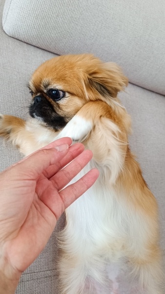 Pekingese, Köpek  Asya fotoğrafı