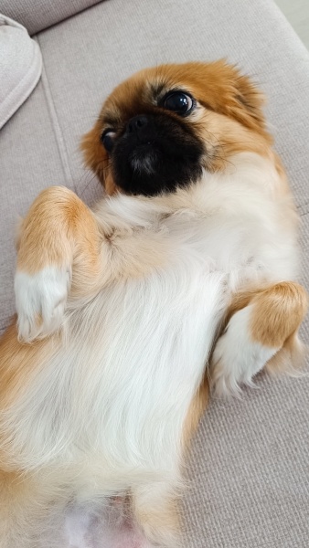 Pekingese, Köpek  Asya fotoğrafı