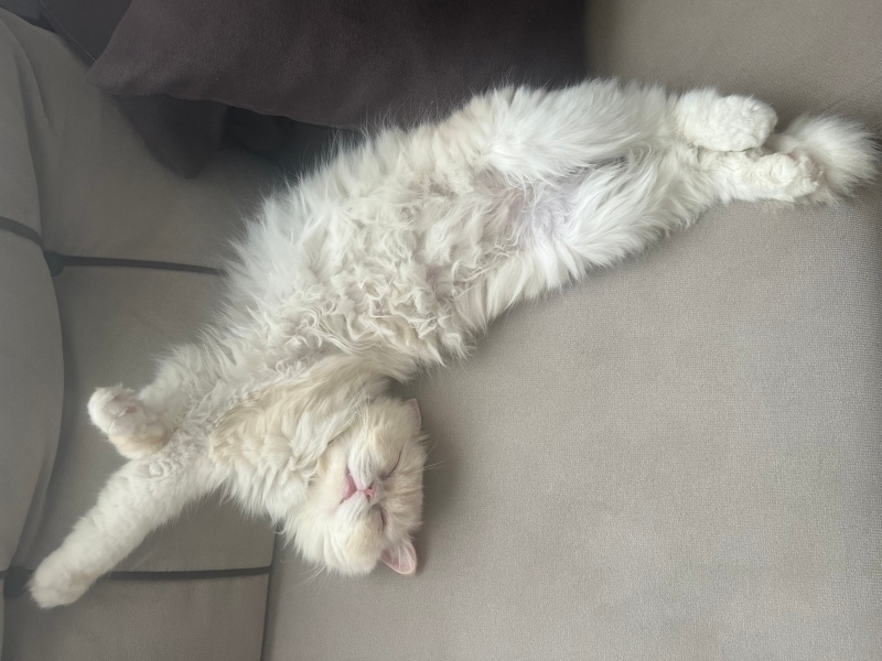 İran Kedisi (Persian), Kedi  Rıfkı fotoğrafı