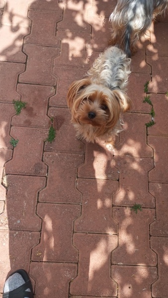 Yorkshire Terrier, Köpek  Fox fotoğrafı