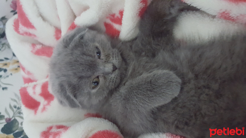 Scottish Fold, Kedi  Efe fotoğrafı