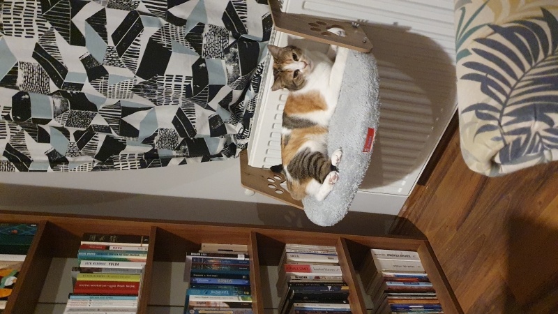 Manx, Kedi  Tippy fotoğrafı