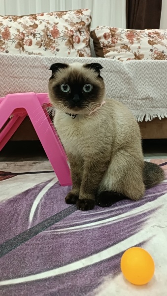 Scottish Fold, Kedi  Moli fotoğrafı