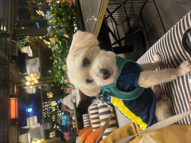 Maltese, Köpek  Les fotoğrafı