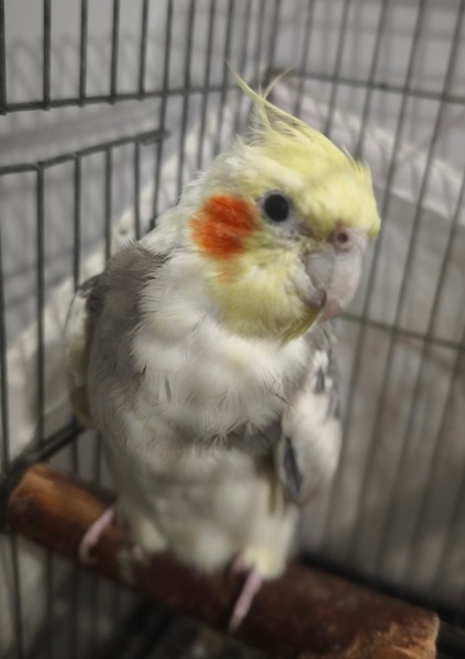 Papağan, Kuş  Cici kuş fotoğrafı