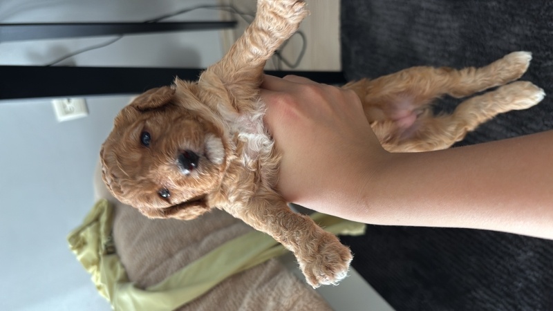 Poodle(Standart Kaniş), Köpek  1 aylik yavru toy poodle fotoğrafı