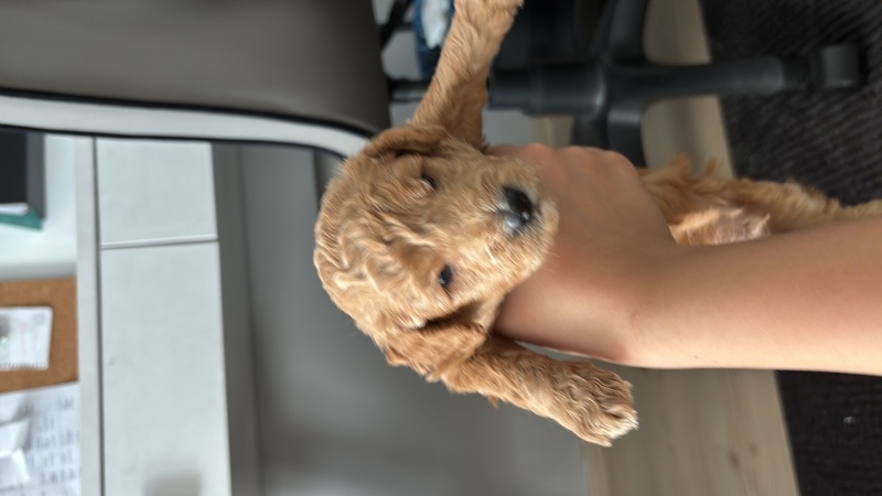 Poodle(Standart Kaniş), Köpek  1 aylik toy poodle fotoğrafı